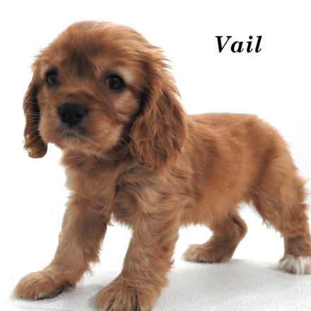 puppy, for, sale, Cock A Lier, Joe & Cherri  Overlease, dog, breeder, Miller, MO, dog-breeder, puppy-for-sale, forsale, nearby, find, puppyfind, locator, puppylocator, aca